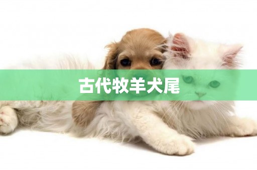 古代牧羊犬尾