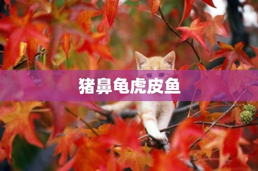 豬鼻龜虎皮魚