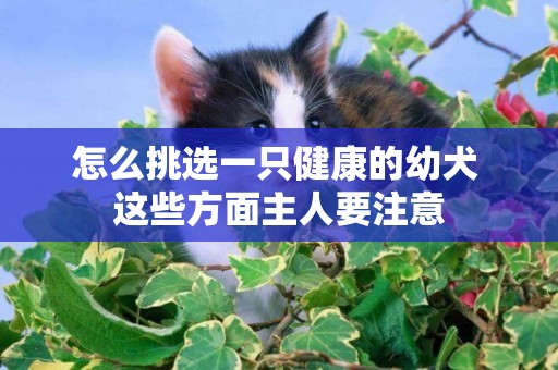 怎么挑選一只健康的幼犬 這些方面主人要注意