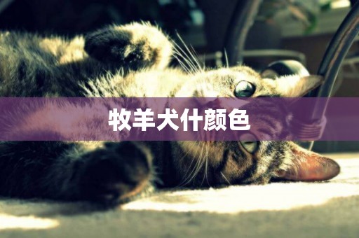 牧羊犬什顏色