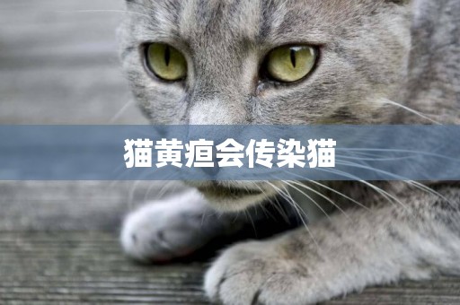 貓黃疸會傳染貓