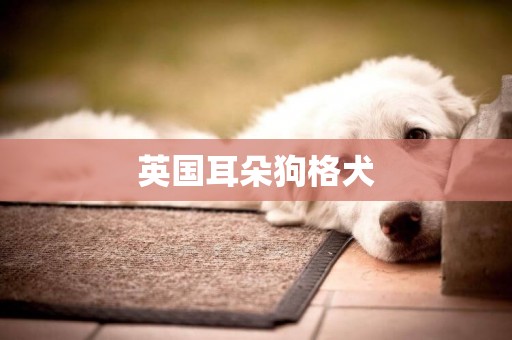 英國耳朵狗格犬