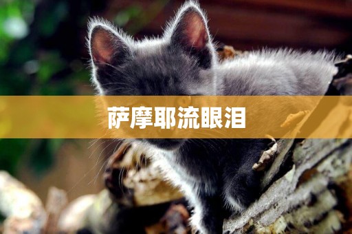 薩摩耶流眼淚