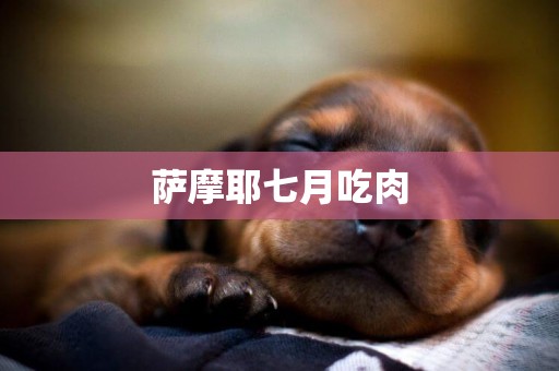 薩摩耶七月吃肉