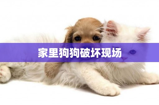 家里狗狗破壞現場