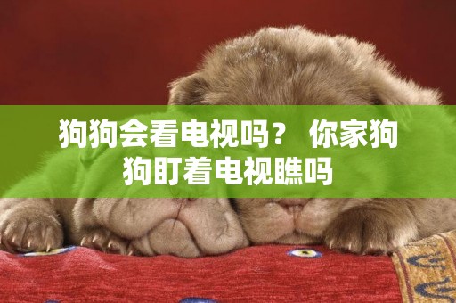 狗狗會看電視嗎？ 你家狗狗盯著電視瞧嗎