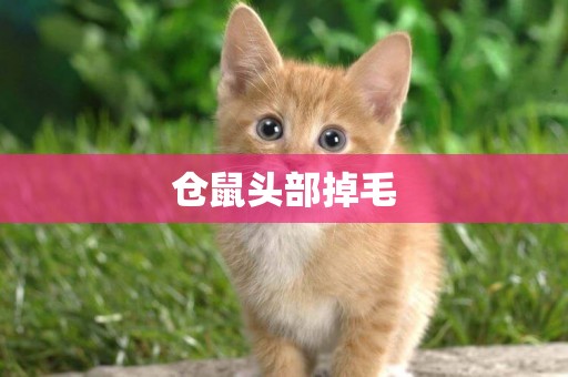 倉鼠頭部掉毛