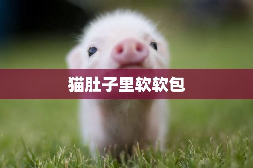 貓肚子里軟軟包