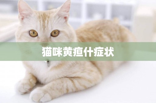 貓咪黃疸什癥狀