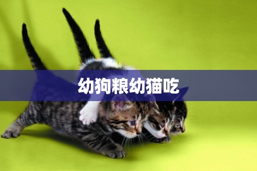 幼狗糧幼貓吃