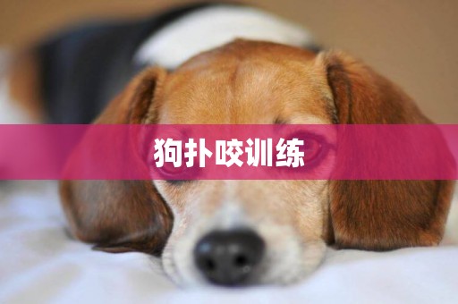 狗撲咬訓練