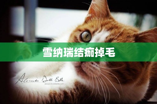 雪納瑞結痂掉毛