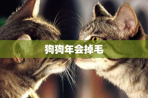 狗狗年會掉毛