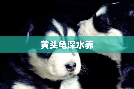 黃頭龜深水養