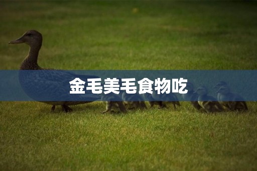 金毛美毛食物吃