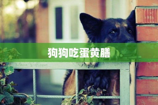 狗狗吃蛋黃膳
