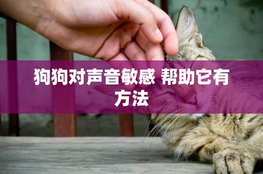 狗狗對聲音敏感 幫助它有方法