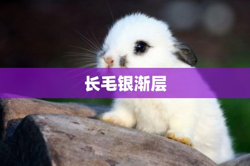 長毛銀漸層