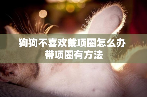 狗狗不喜歡戴項圈怎么辦 帶項圈有方法