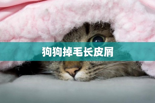 狗狗掉毛長皮屑