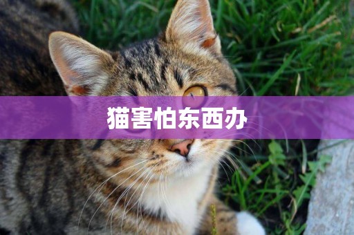貓害怕東西辦