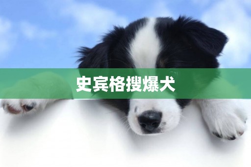 史賓格搜爆犬
