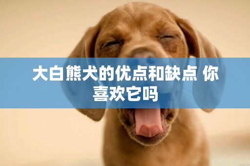 大白熊犬的優點和缺點 你喜歡它嗎