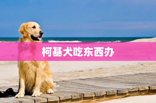 柯基犬吃東西辦