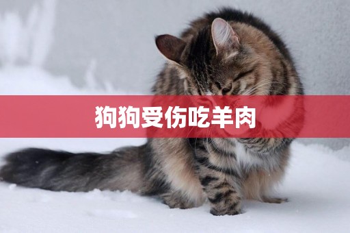 狗狗受傷吃羊肉