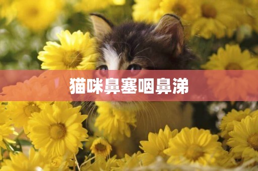 貓咪鼻塞咽鼻涕