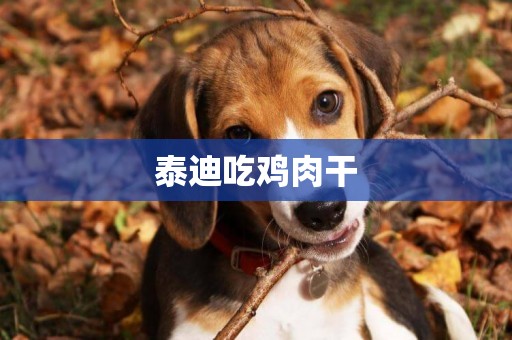 泰迪吃雞肉干
