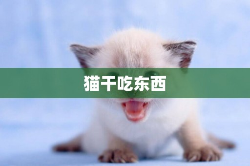 貓干吃東西