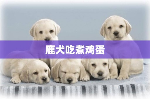鹿犬吃煮雞蛋