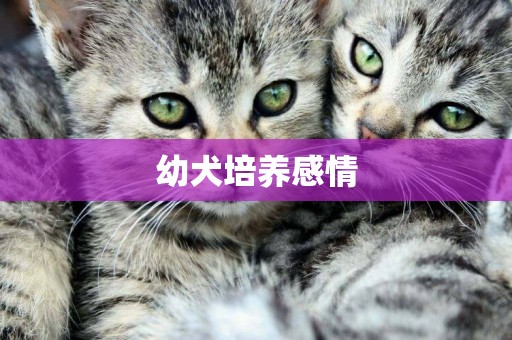 幼犬培養感情