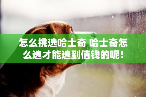 怎么挑選哈士奇 哈士奇怎么選才能選到值錢的呢！