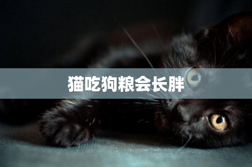 貓吃狗糧會長胖