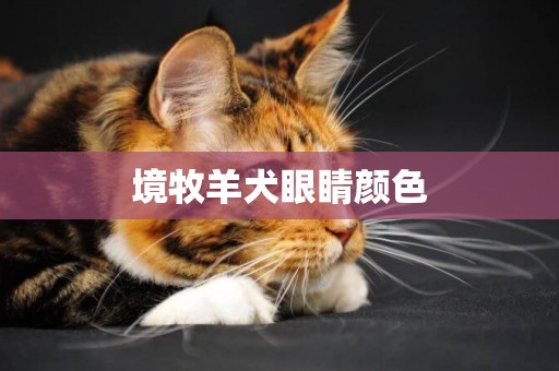 境牧羊犬眼睛顏色