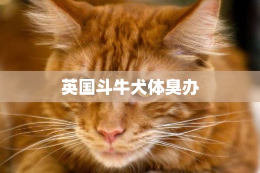 英國斗牛犬體臭辦
