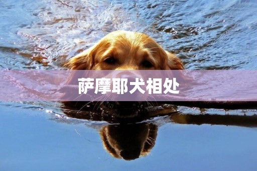薩摩耶犬相處