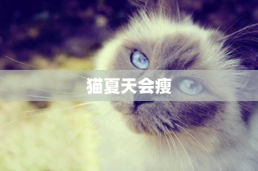 貓夏天會瘦