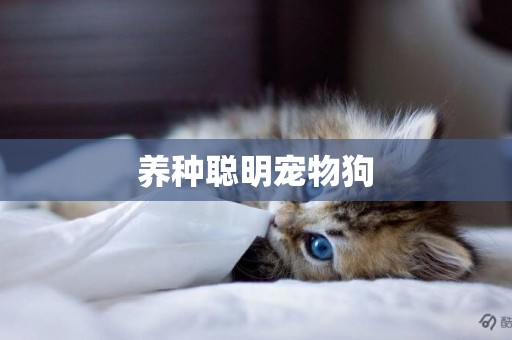 養種聰明寵物狗