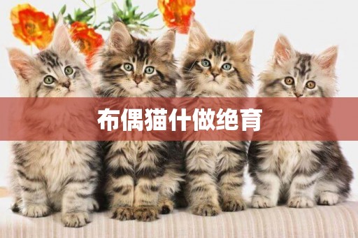 布偶貓什做絕育