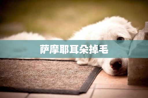 薩摩耶耳朵掉毛