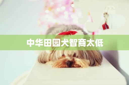 中華田園犬智商太低