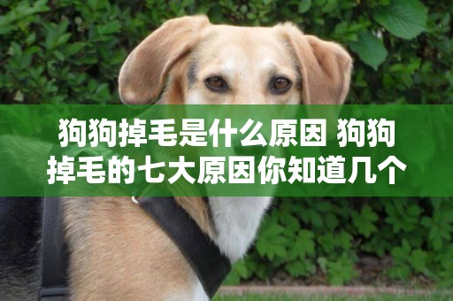 狗狗掉毛是什么原因 狗狗掉毛的七大原因你知道幾個