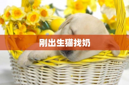 剛出生貓找奶