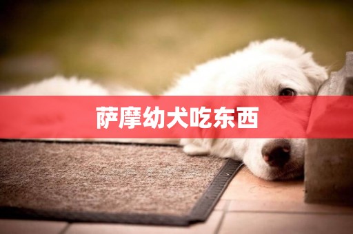 薩摩幼犬吃東西