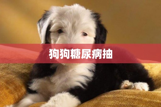 狗狗糖尿病抽