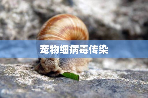 寵物細病毒傳染