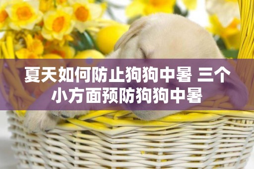 夏天如何防止狗狗中暑 三個小方面預防狗狗中暑 夏天如何防止狗狗中暑 三個小方面預防狗狗中暑